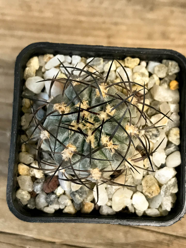 SHPR8278 Acanthocalycium glaucum - Obrázek 4