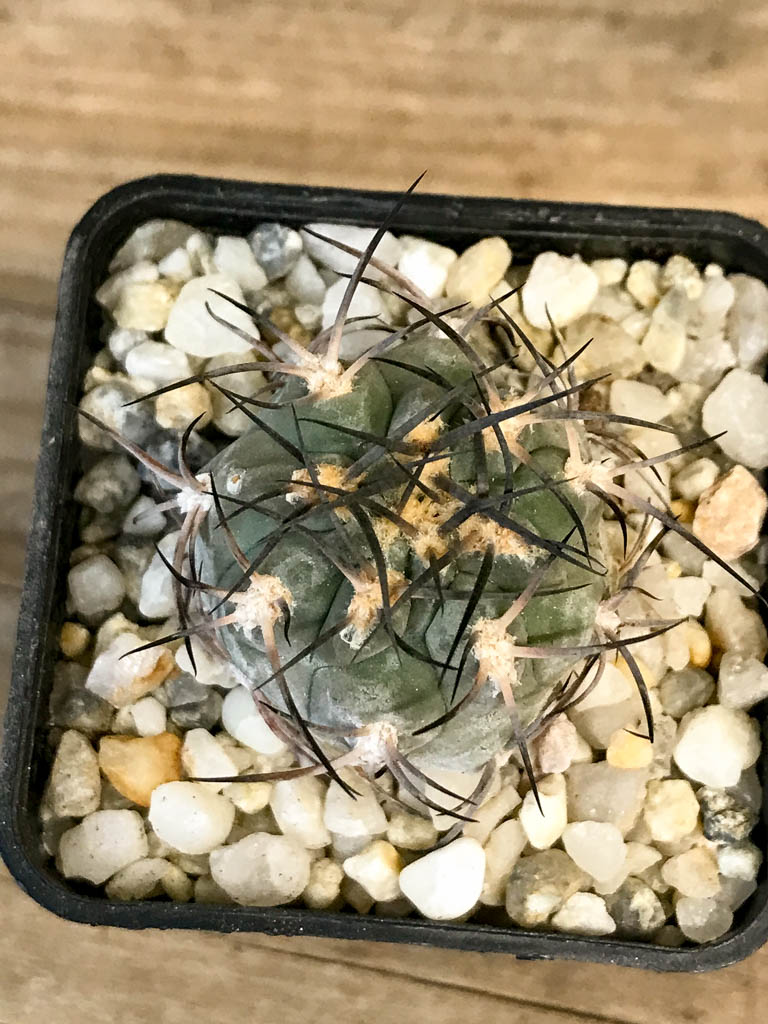 SHPR8278 Acanthocalycium glaucum - Obrázek 5
