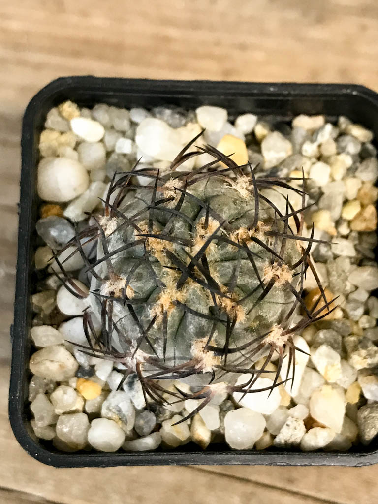 SHPR8278 Acanthocalycium glaucum - Obrázek 6