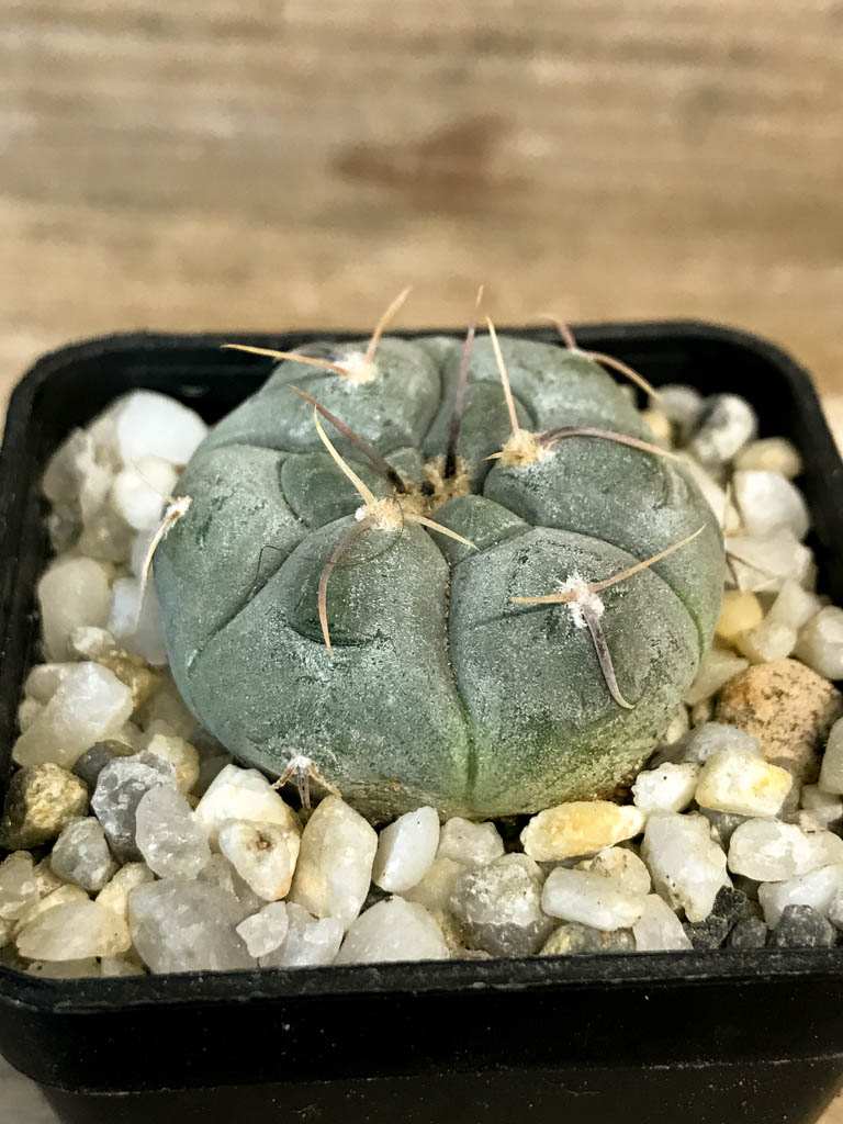 SHPR8279 Gymnocalycium prochazkianum - Image 2