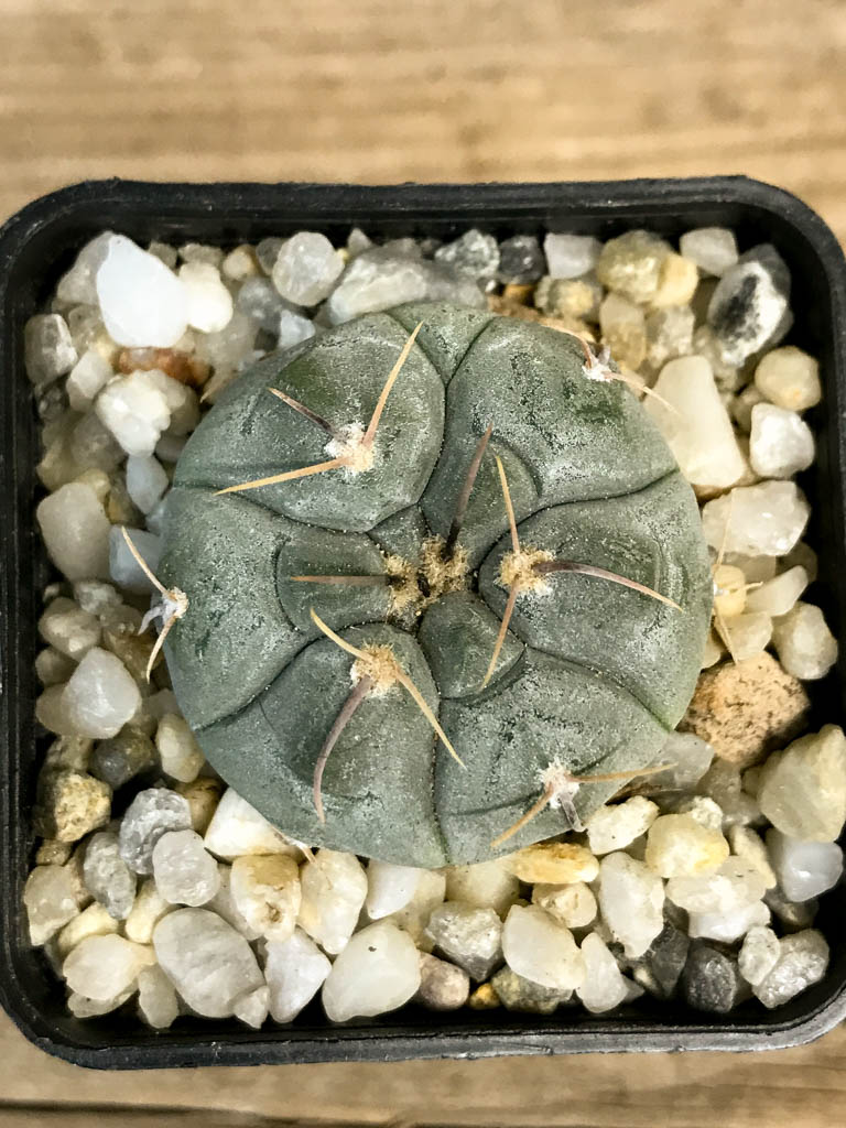 SHPR8279 Gymnocalycium prochazkianum