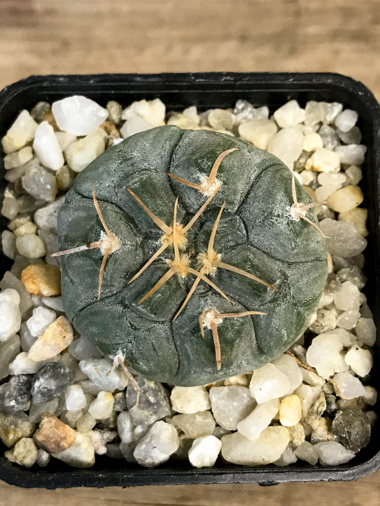 SHPR8279 Gymnocalycium prochazkianum - Image 3
