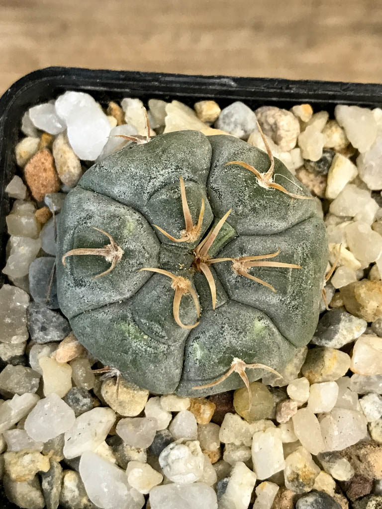 SHPR8279 Gymnocalycium prochazkianum - Image 4