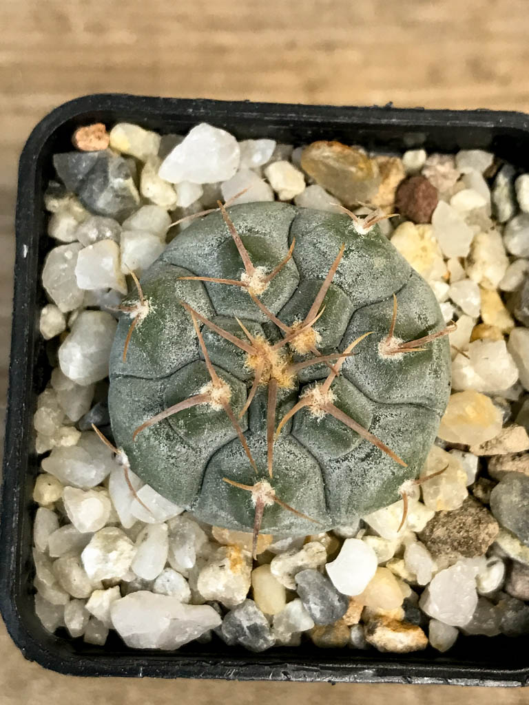 SHPR8279 Gymnocalycium prochazkianum - Image 5