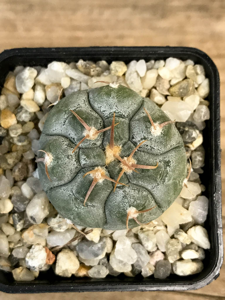 SHPR8279 Gymnocalycium prochazkianum - Image 6