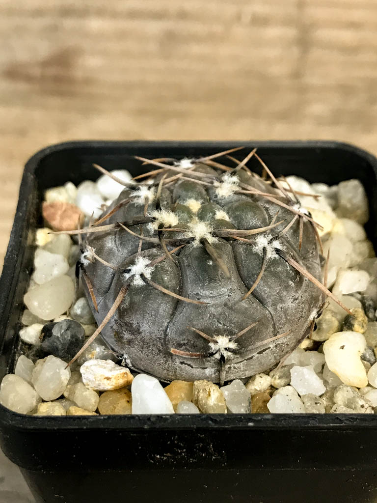 SHPR8282 Gymnocalycium borthii ssp. nogolense - Image 2