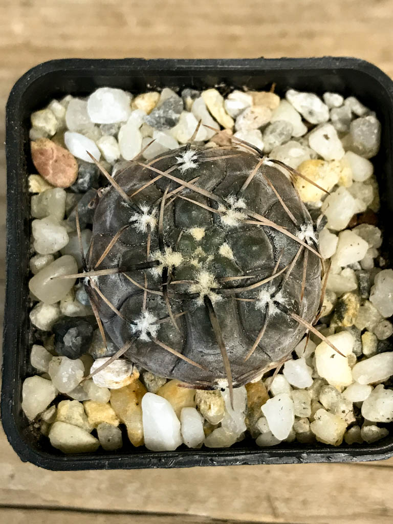 SHPR8282 Gymnocalycium borthii ssp. nogolense - Image 3