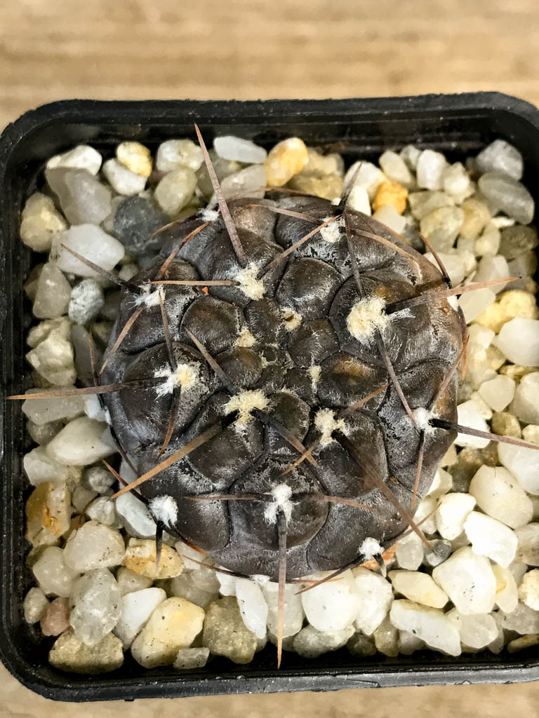 SHPR8282 Gymnocalycium borthii ssp. nogolense