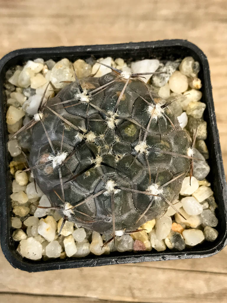 SHPR8282 Gymnocalycium borthii ssp. nogolense - Image 4
