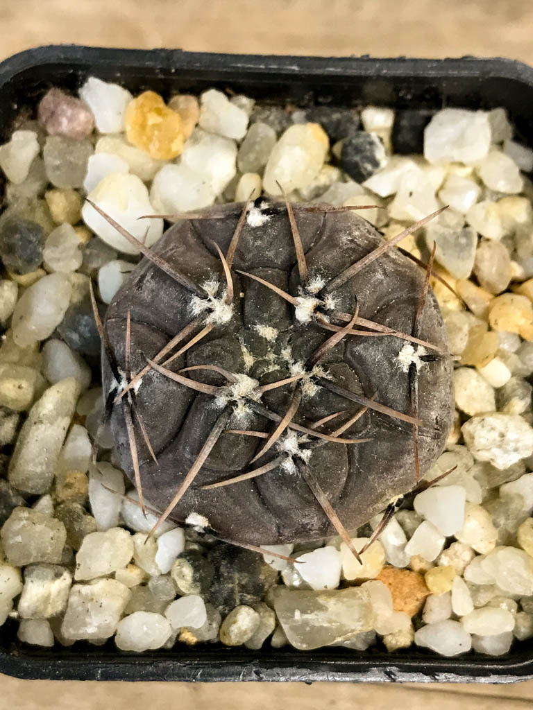 SHPR8282 Gymnocalycium borthii ssp. nogolense - Image 5