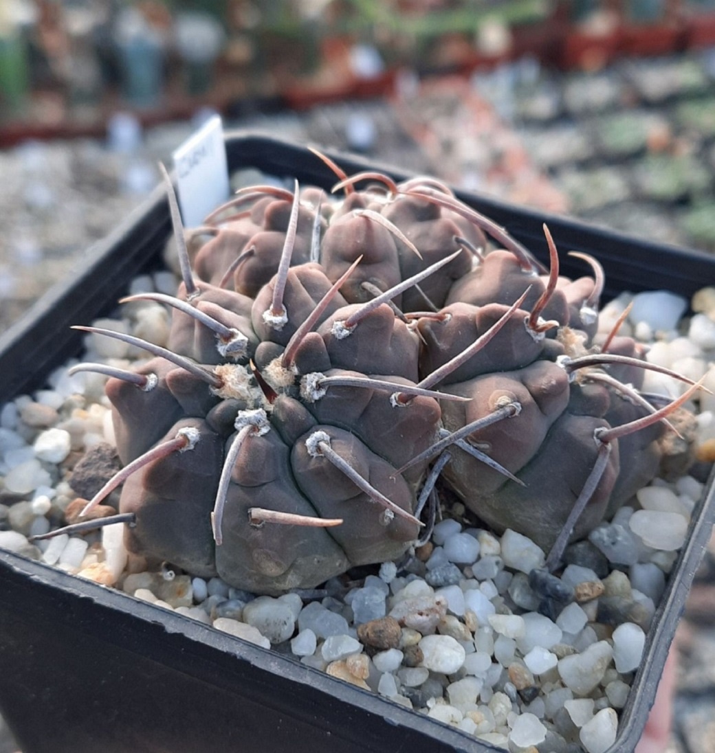 LOT504 50 SEEDS Gymnocalycium vatteri -Stucked Spine- 2022 - Image 2