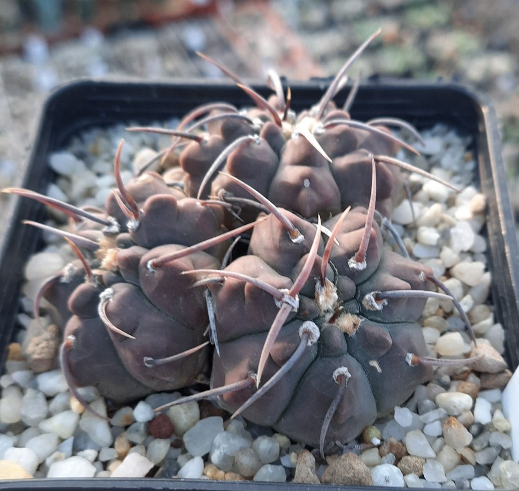 LOT504 50 SEEDS Gymnocalycium vatteri -Stucked Spine- 2022