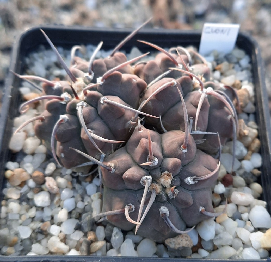 LOT504 50 SEEDS Gymnocalycium vatteri -Stucked Spine- 2022 - Image 3