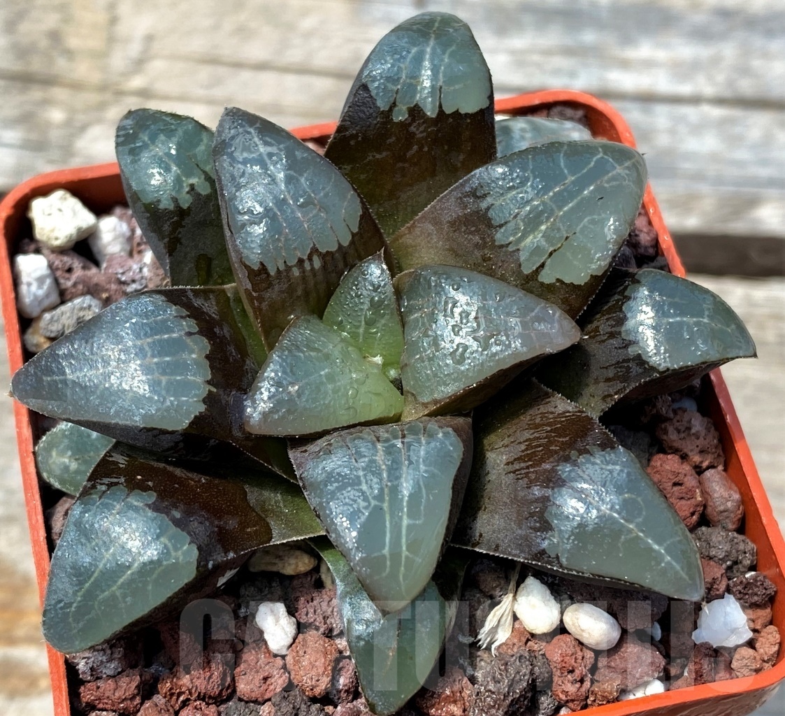 SHPR8653 Haworthia bayeri hybrid