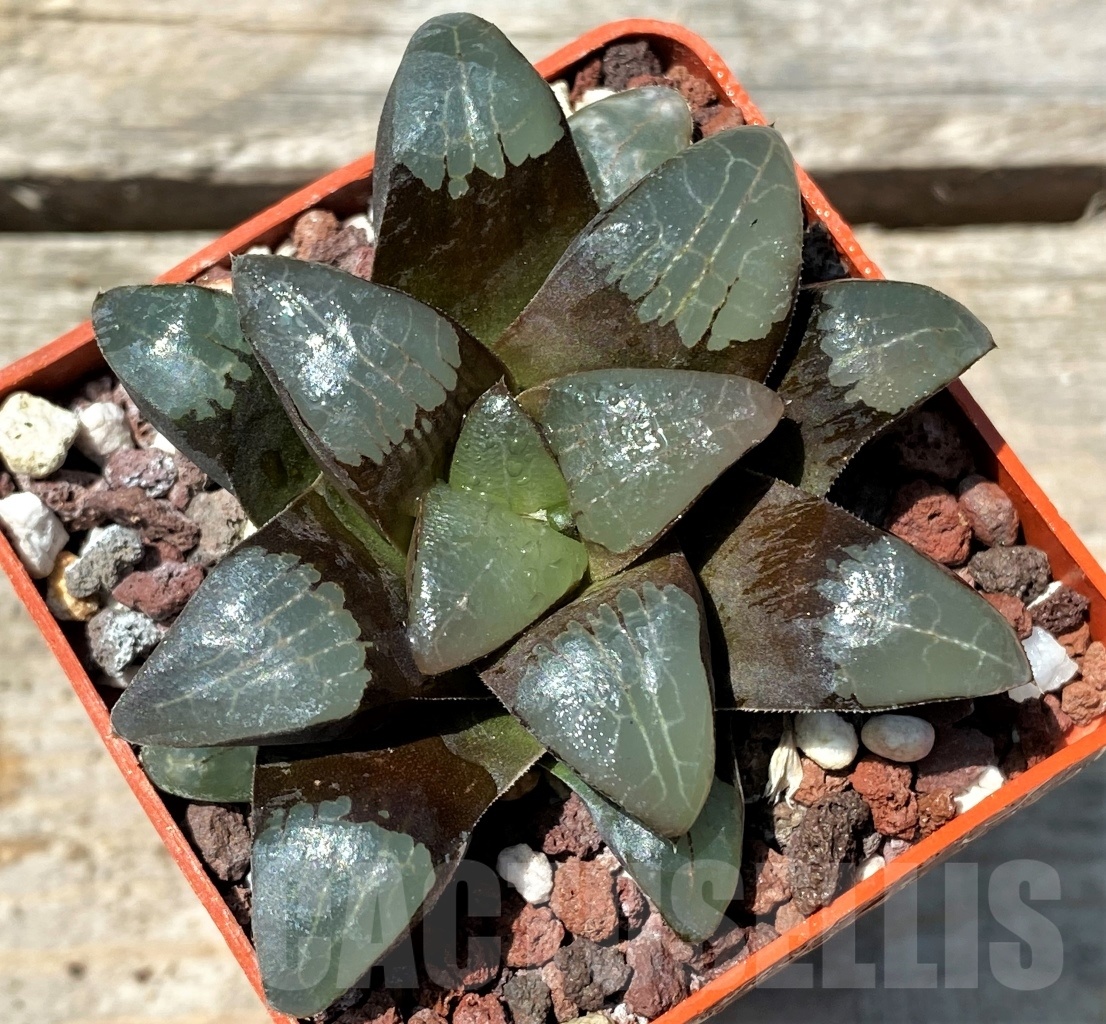 SHPR8653 Haworthia bayeri hybrid - immagine 2