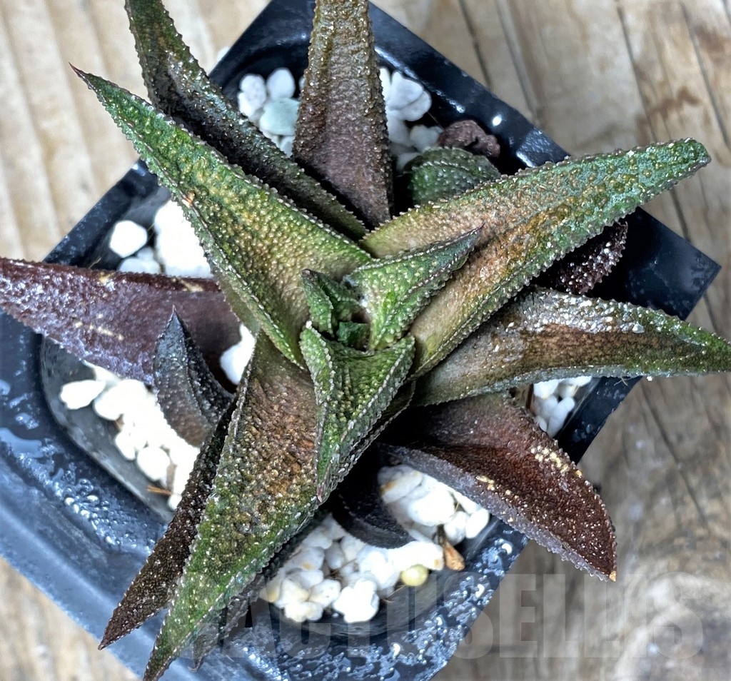 SHPR6477 Haworthia scabra hybrid - Obrázek 2