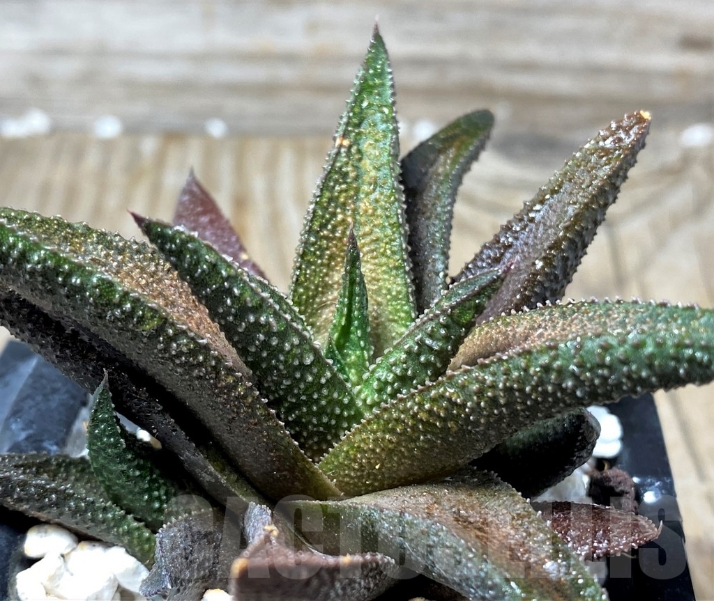 SHPR6477 Haworthia scabra hybrid