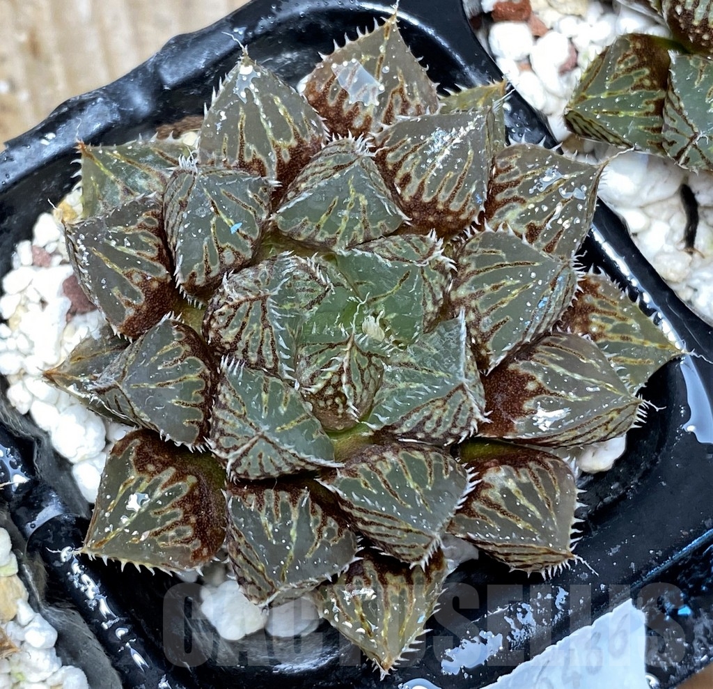 SHPR6486 Haworthia cv. 'Mirrorball' - Image 2