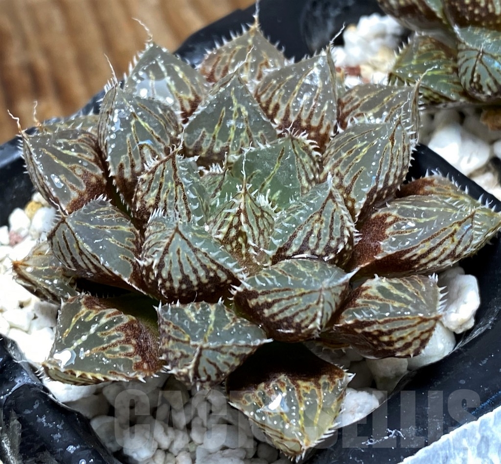 SHPR6486 Haworthia cv. 'Mirrorball'
