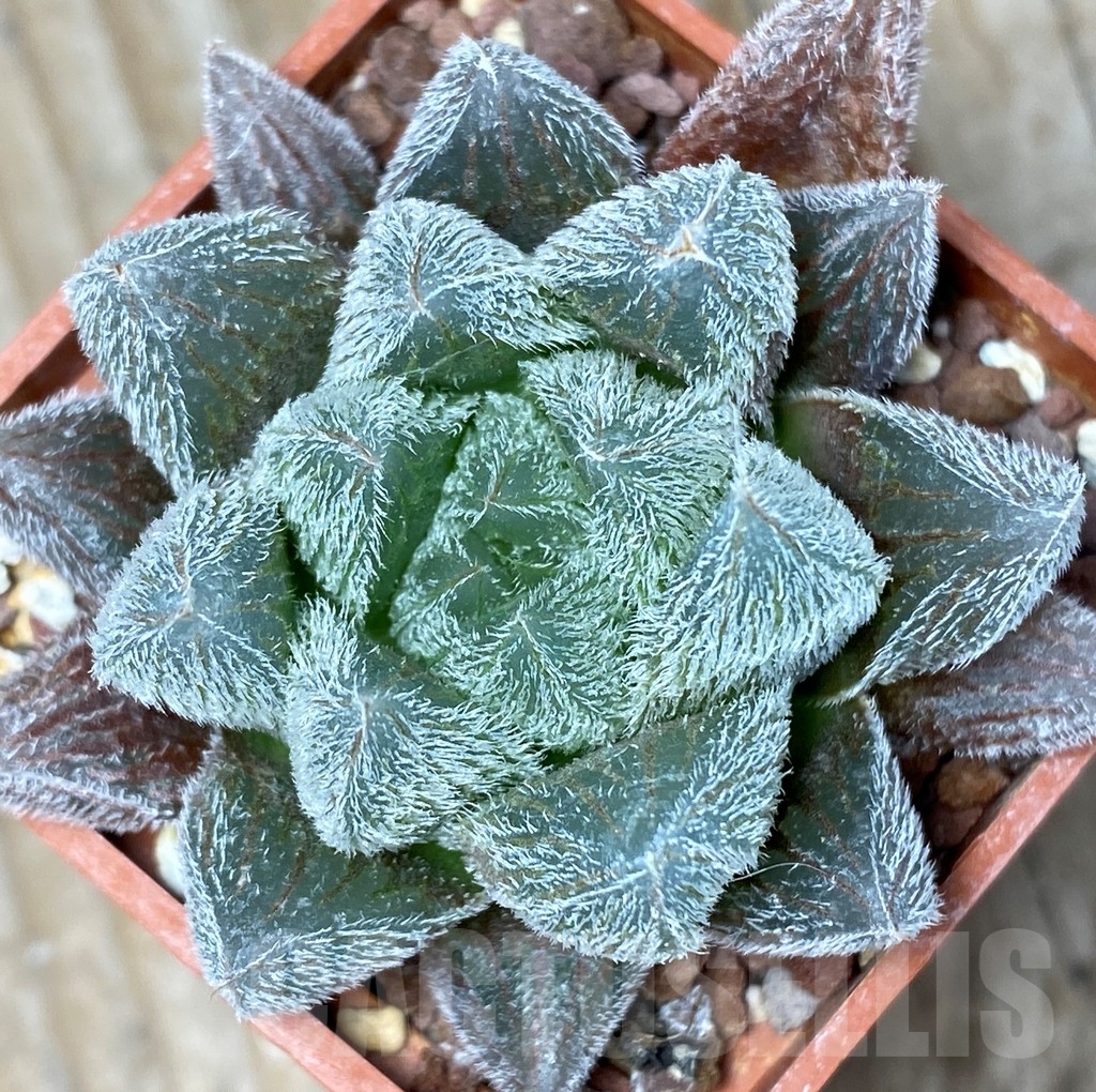 SHPR8389 Haworthia cooperi v. venusta - immagine 3