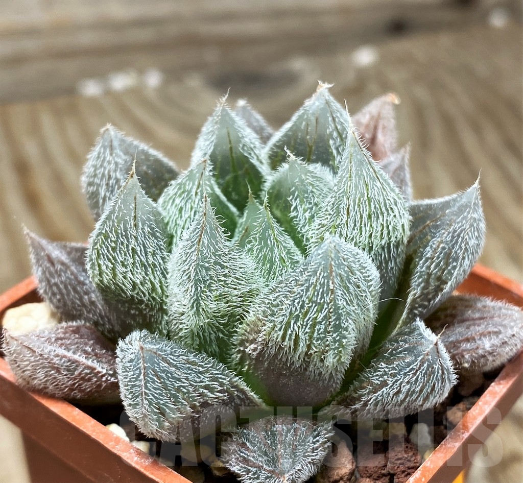 SHPR8389 Haworthia cooperi v. venusta - immagine 2