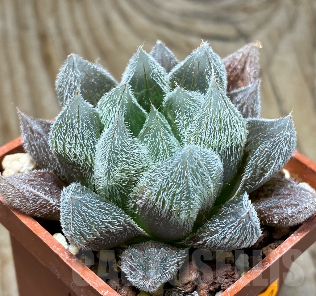 SHPR8389 Haworthia cooperi v. venusta