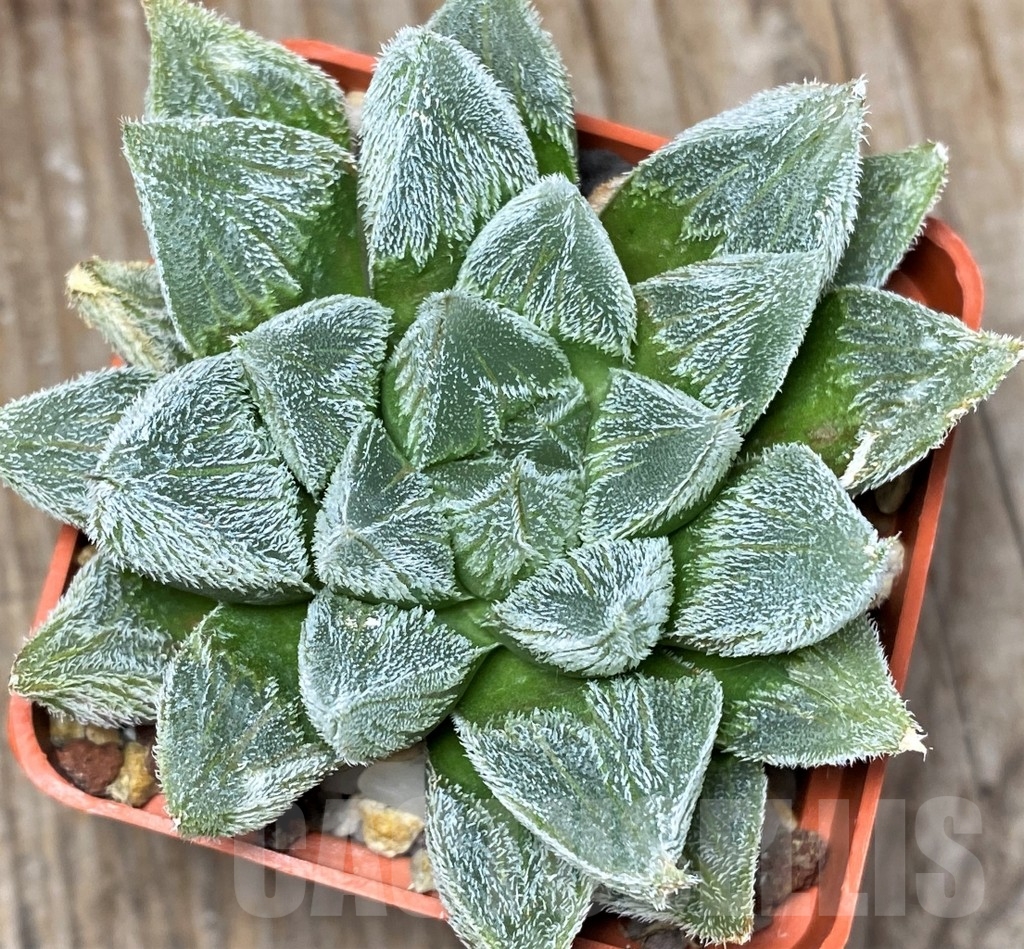 SH3101 Haworthia cooperi var. venusta cv. White Fox - Image 2