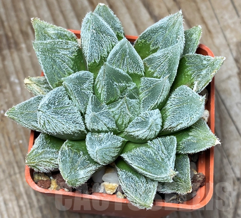 SH3101 Haworthia cooperi var. venusta cv. White Fox - Image 3