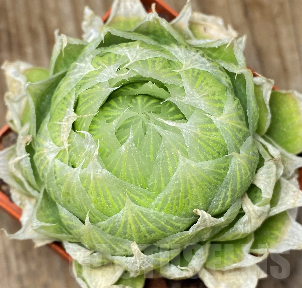 SHPR4551 Haworthia lockwoodii - Image 2