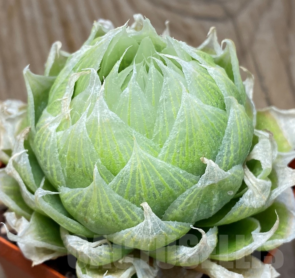 SHPR4551 Haworthia lockwoodii
