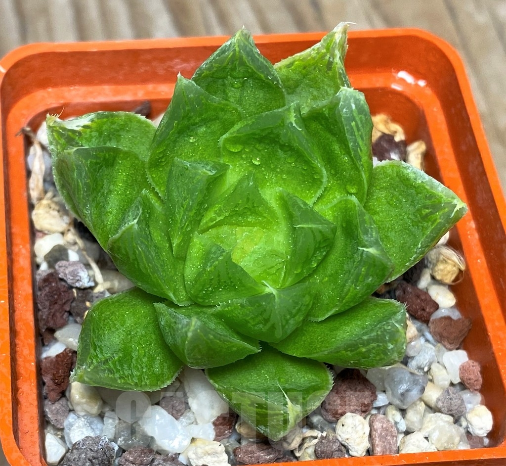 SH305 Haworthia altilinea - 画像 (2)