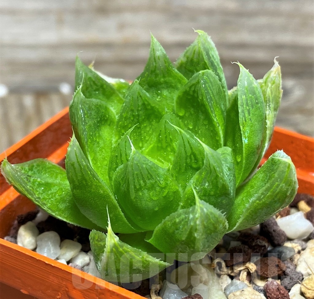 SH305 Haworthia altilinea