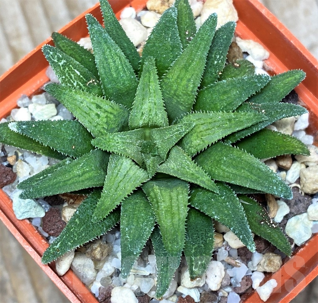 SHPR8503 Haworthia parksiana green - Image 2