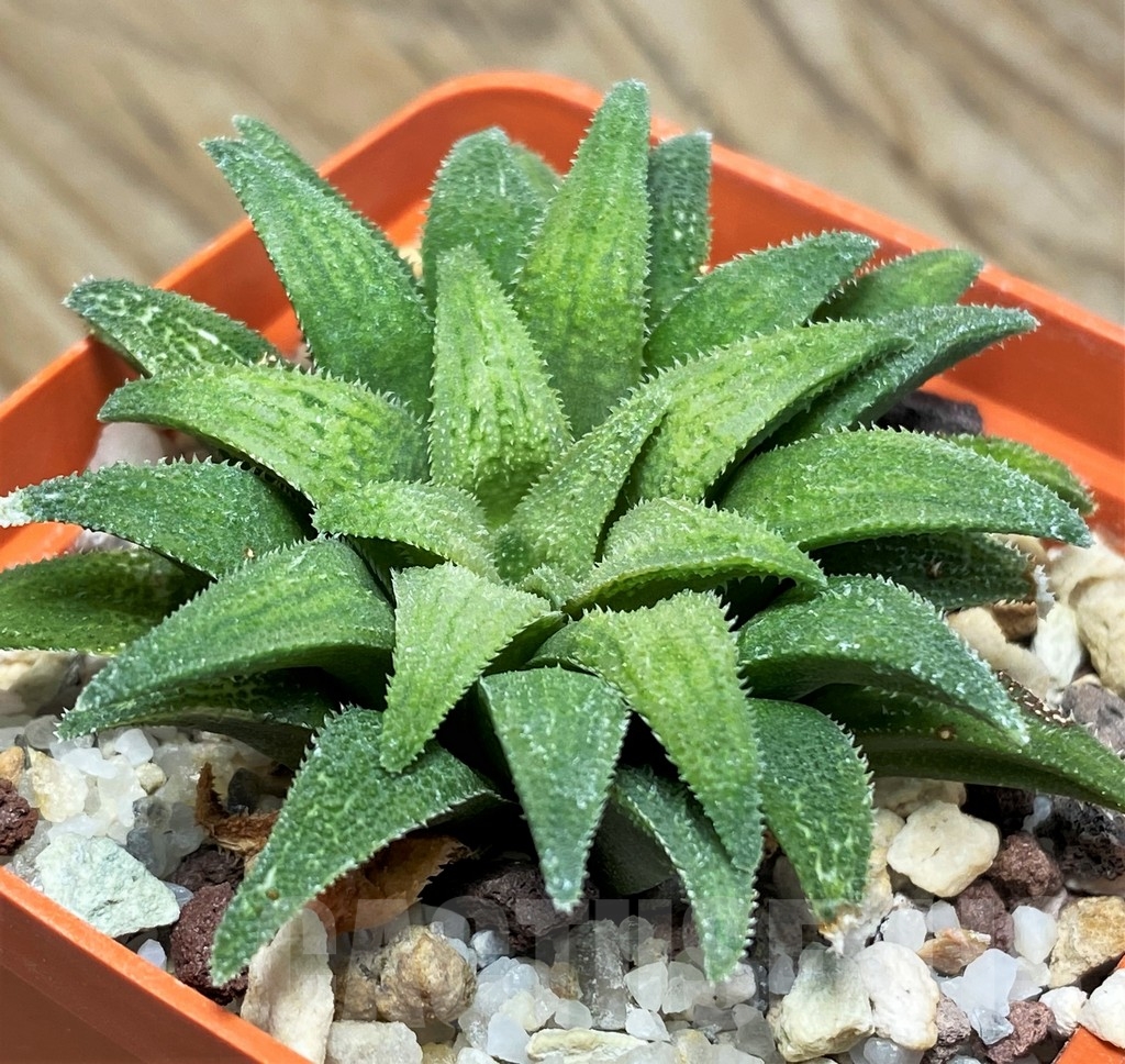 SHPR8503 Haworthia parksiana green