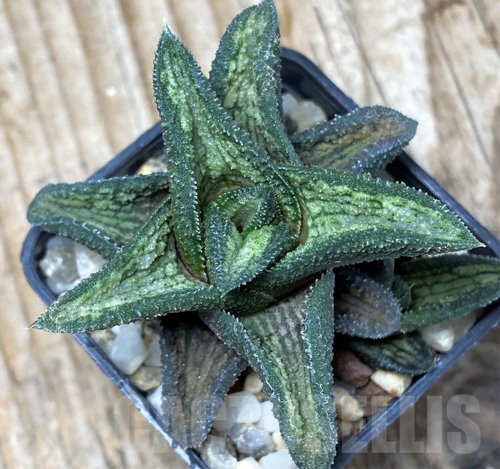 SHPR9065 Haworthia koelmaniorum hybrid T1