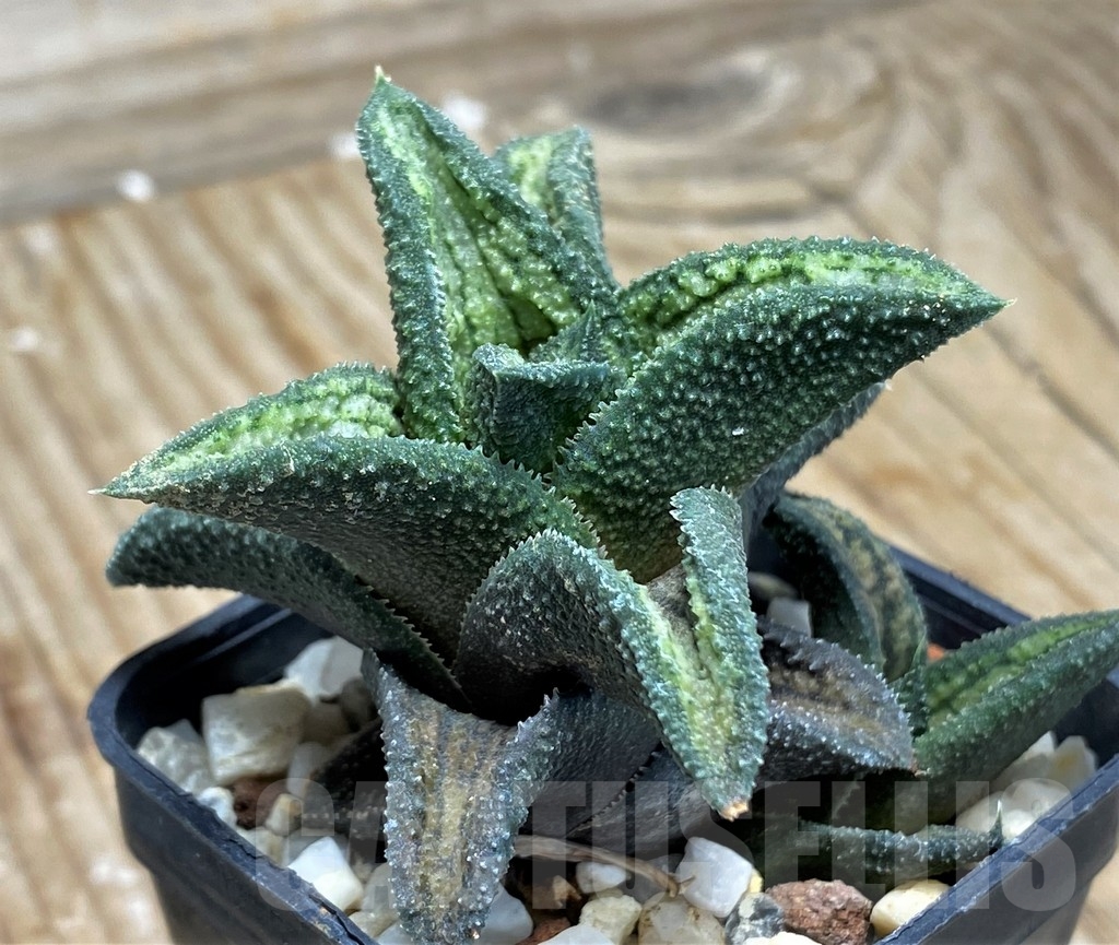 SHPR9065 Haworthia koelmaniorum hybrid T1 - Image 2