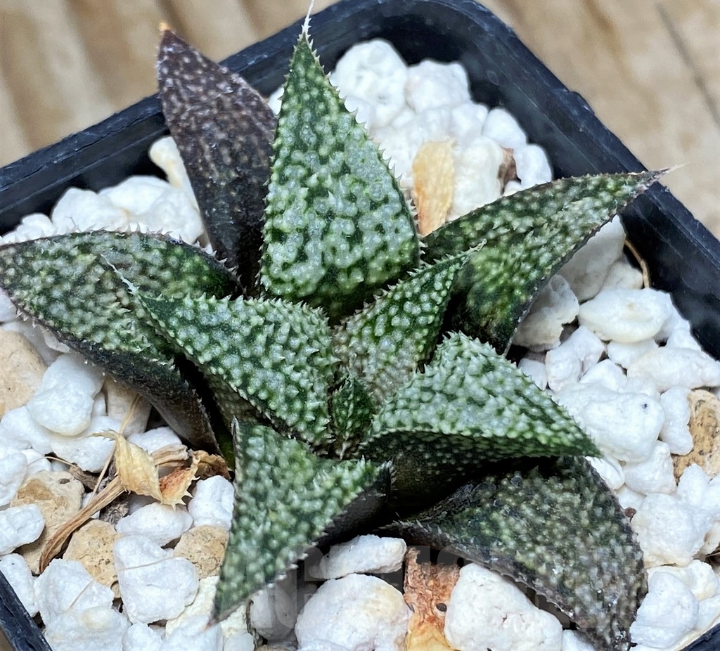 SHPR8700 Haworthia magnifica v. splendens hybrid - Image 2