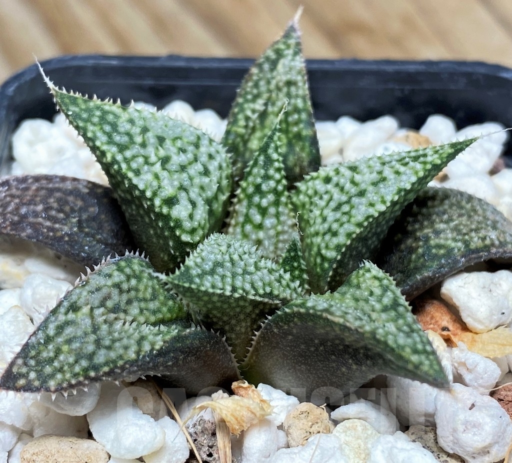 SHPR8700 Haworthia magnifica v. splendens hybrid