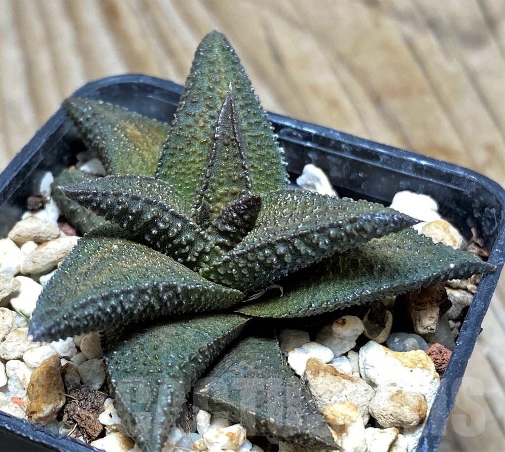 SHPR8837 Haworthia nigra x Haworthia koelmaniorum