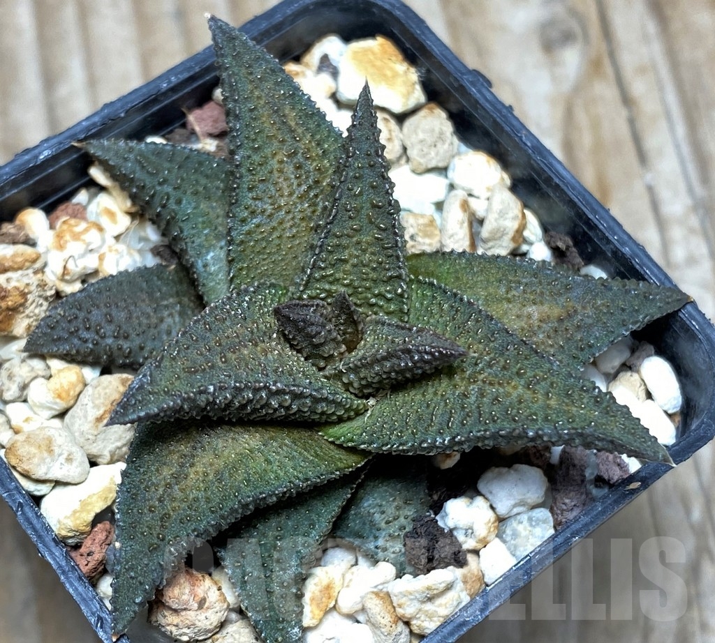 SHPR8837 Haworthia nigra x Haworthia koelmaniorum - Image 3
