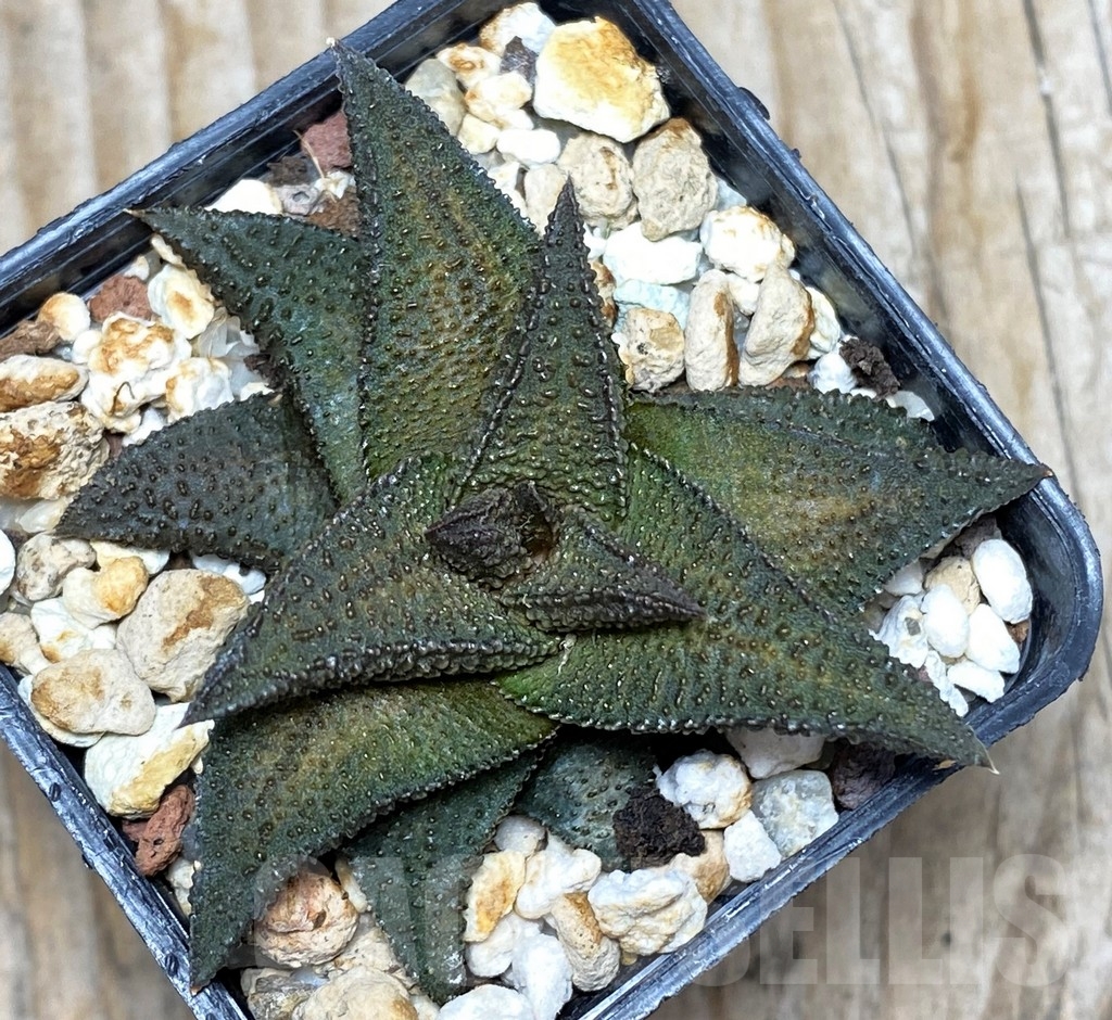 SHPR8837 Haworthia nigra x Haworthia koelmaniorum - Image 2