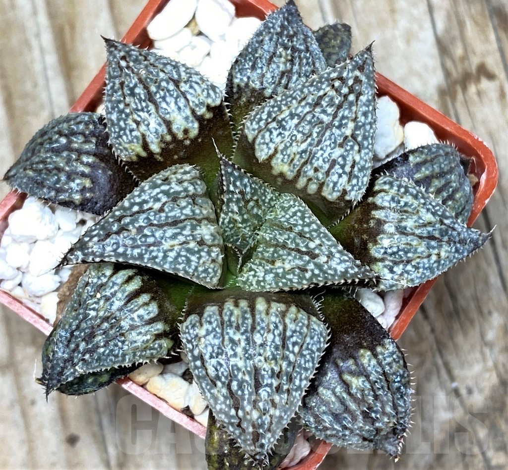 SHPR8511 Haworthia HRX-2 'Pink Lady' hybrid