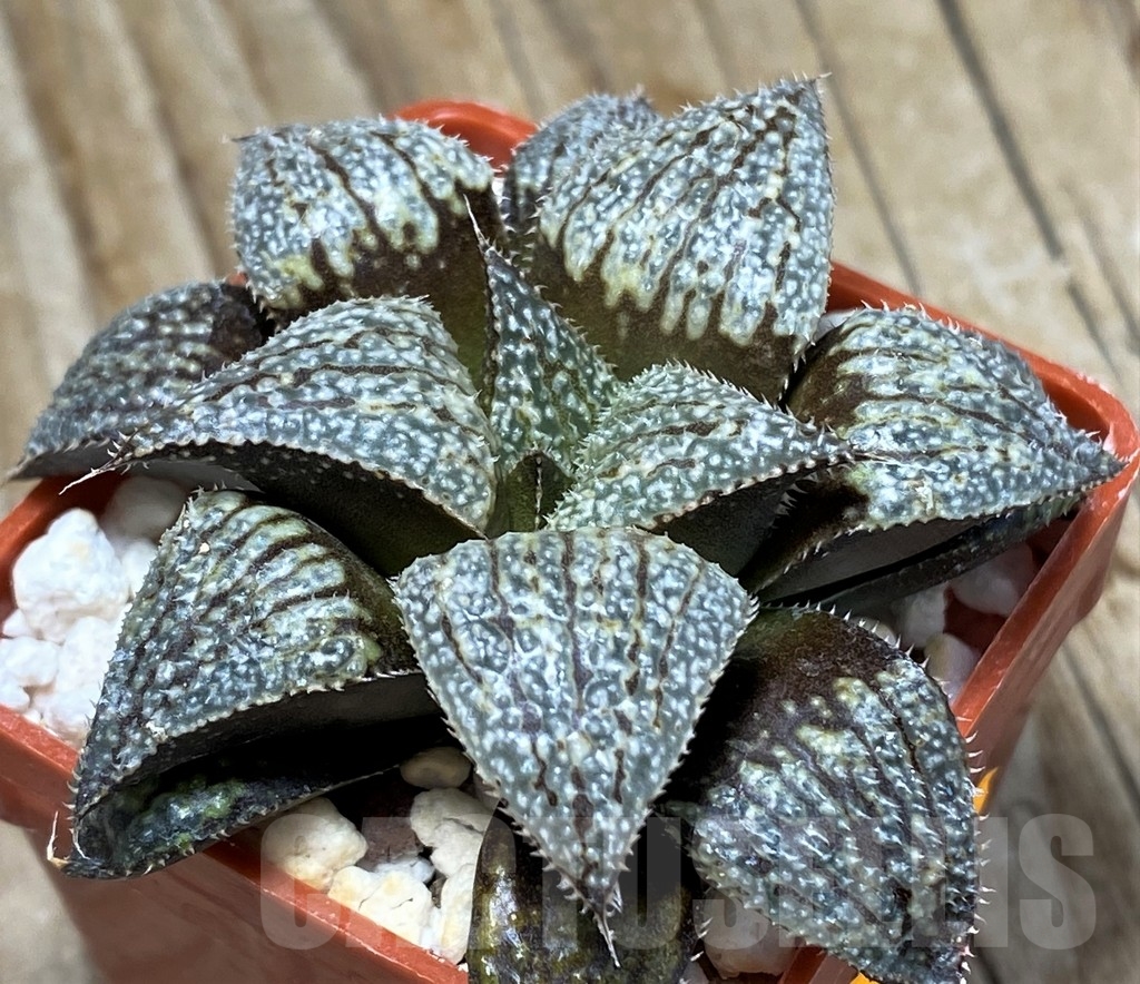 SHPR8511 Haworthia HRX-2 'Pink Lady' hybrid - immagine 2