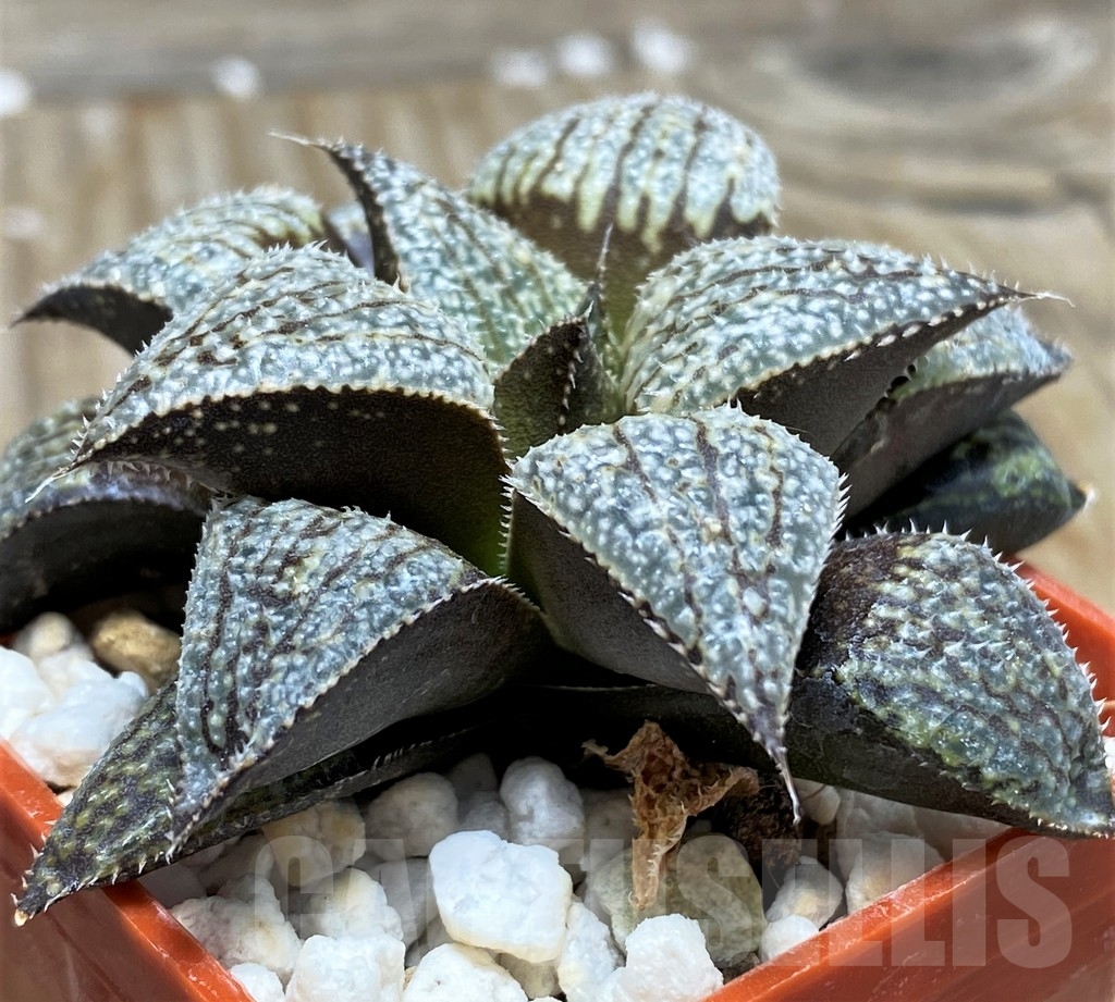 SHPR8511 Haworthia HRX-2 'Pink Lady' hybrid - immagine 3