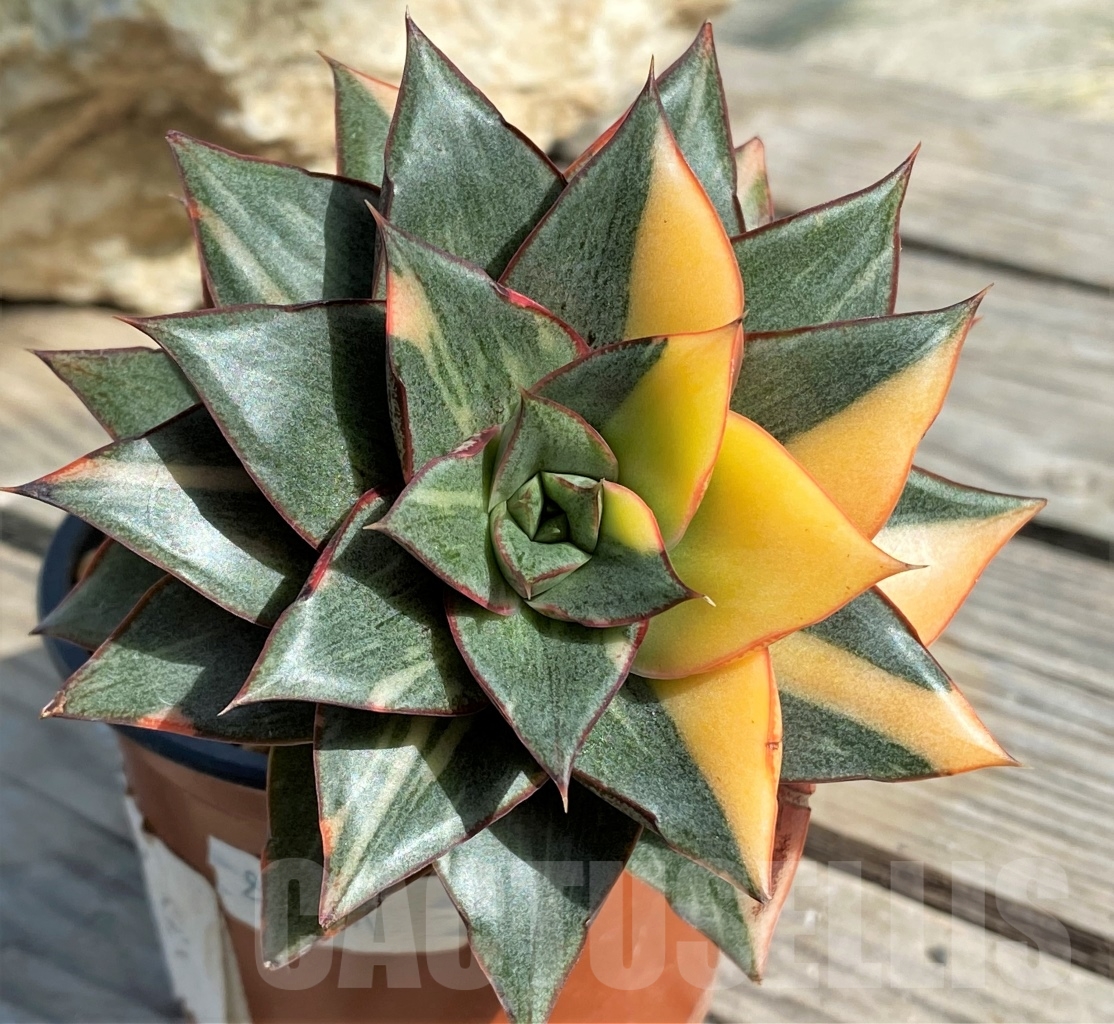 SHPR8341 Echeveria purpusorum ‘Monocerotis’ variegated