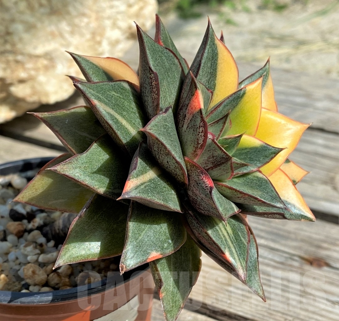SHPR8341 Echeveria purpusorum ‘Monocerotis’ variegated - Image 2