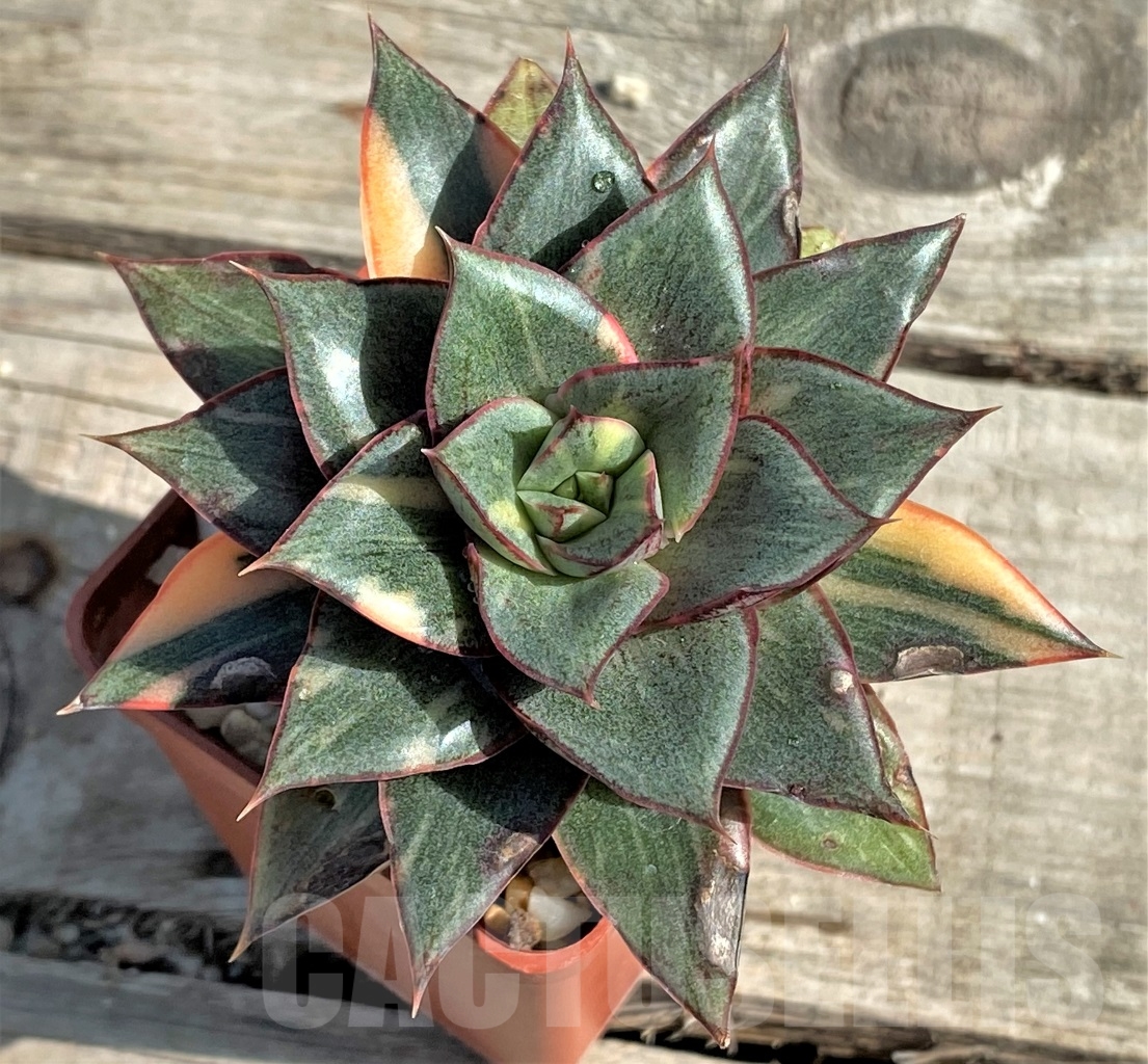 SHPR13569 Echeveria purpusorum ‘Monocerotis’ variegated