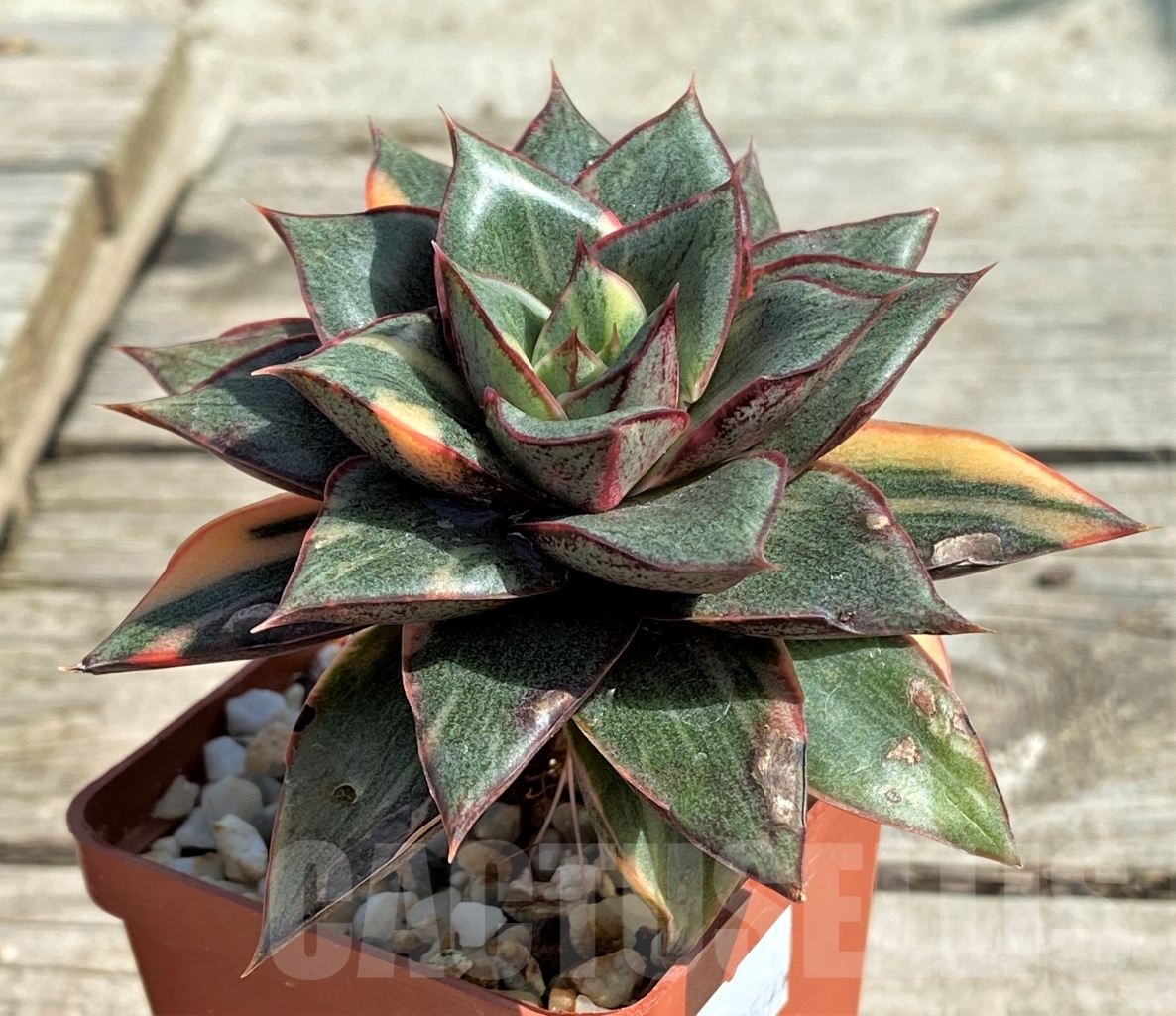 SHPR13569 Echeveria purpusorum ‘Monocerotis’ variegated - Image 2