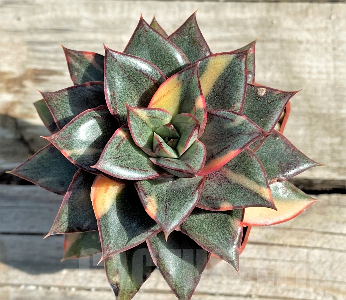 SHPR13570 Echeveria purpusorum ‘Monocerotis’ variegated
