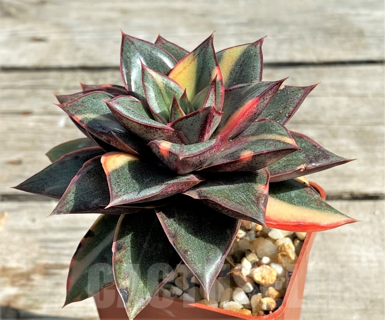 SHPR13570 Echeveria purpusorum ‘Monocerotis’ variegated - immagine 2